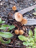 Psilocybe pelliculosa image