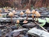 Psilocybe pelliculosa image