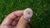 Lepista sordida image