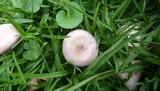 Lepista sordida image