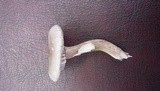 Lepista sordida image