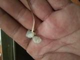 Psilocybe pelliculosa image