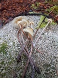Psilocybe pelliculosa image