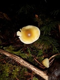 Psilocybe pelliculosa image