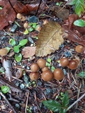 Psilocybe pelliculosa image