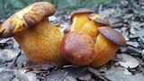 Omphalotus subilludens image