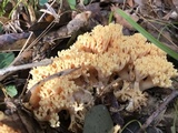 Ramaria formosa image