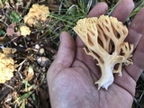 Ramaria formosa image