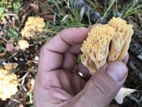 Ramaria formosa image