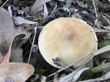 Tricholoma sulphureum image