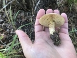 Tricholoma sulphureum image