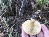 Tricholoma sulphureum image