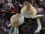 Tricholoma sulphureum image