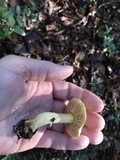 Tricholoma sulphureum image
