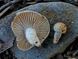 Hygrophorus laurae image