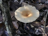 Clitocybe gibba image