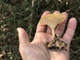Clitocybe gibba image