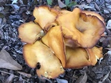 Omphalotus subilludens image