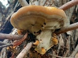 Xanthoporia radiata image