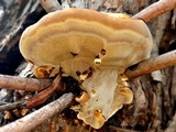 Xanthoporia radiata image