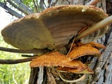 Xanthoporia radiata image