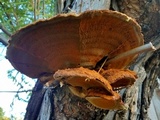 Xanthoporia radiata image