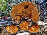 Xanthoporia radiata image