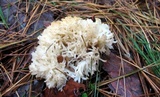 Clavulina coralloides image