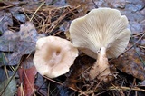 Ampulloclitocybe clavipes image