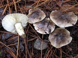 Tricholoma portentosum image