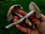 Amanita sect. Vaginatae image