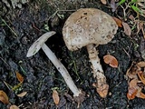 Amanita sect. Vaginatae image