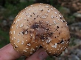 Amanita multisquamosa image