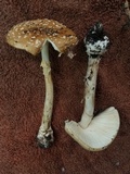 Amanita multisquamosa image