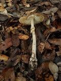 Amanita multisquamosa image