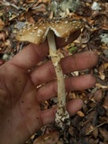 Amanita multisquamosa image