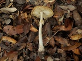 Amanita multisquamosa image