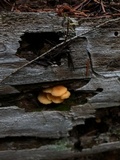 Chrysomphalina aurantiaca image