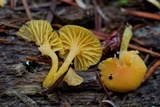 Chrysomphalina aurantiaca image