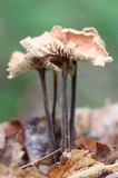 Gymnopus subnudus image