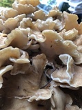 Grifola frondosa image