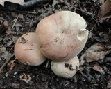 Russula compacta image