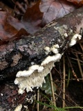 Irpex lacteus image