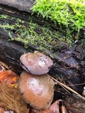 Sarcomyxa serotina image