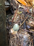 Phallus ravenelii image
