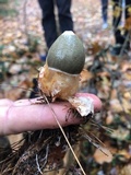 Phallus ravenelii image