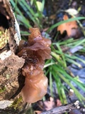 Phaeotremella frondosa image