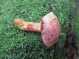 Chalciporus pseudorubinellus image