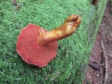 Chalciporus pseudorubinellus image