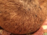 Suillus cothurnatus image